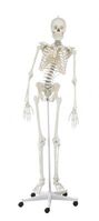 Skelett "Hugo", mit beweglicher Wirbelsäule