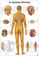 Rüdiger-Anatomie PA05 lam Plakat 70 x 100 cm