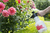 Birchmeier Rose Star 1.25 Handgartenspritzer 1,25 l