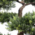 Kunstpflanze / Kunstbaum BONSAI 44 cm grün hjh OFFICE