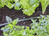 Gardena 13320-20 Bewässerungssystemteil & -Zubehör Sprühausguss