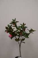 Artificial Silk Fuchsia Trail - 50cm, Purple/Pink