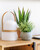 Kunstplant Ucaliptus in grijs pot