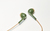 JVC HA-F19M-GC Kopfhörer Kabelgebunden im Ohr Anrufe/Musik Cremefarben, Grün