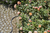 Gardena 18425-20 tuinslang 10 m Boven/onder grond Stof/Weefsel Zwart, Oranje