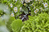 Gardena 13218-20 soporte de manguera Negro