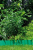 Gardena 538-20 Kerti szegélyhenger Műanyag Zöld