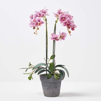 Pink and White Orchid Phalaenopsis, in Cement Pot, 500 mm