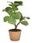 Artificial Succulent in Clay Pot - Yucca Algave Plant 50cm