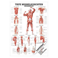 Tiefe Muskelschichten-Rücken Mini-Poster Anatomie 34x24 cm med. Lehrmittel, Laminiert