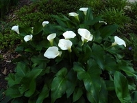 Zantedeschia aethiopica