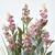 Pink Lavender Plant, in Decorative Metallic Ceramic Pot, 660 mm