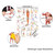 Stretching III Lehrtafel Anatomie 100x70 cm medizinische Lehrmittel, Laminiert