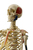 Rüdiger-Anatomie A200.1 Medizinische Trainingspuppe