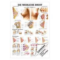 Weibliche Brust Lehrtafel Anatomie 100x70 cm medizinische Lehrmittel, Laminiert