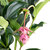 5er-Set Medinilla 2 Etagen, 3-5 Blüten - Medinilla magnifica - Höhe ca. 50 cm, T