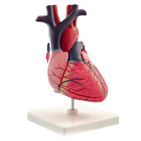 Anatomisches Modell eines menschlichen Herzens 2-teilig Heinescientific (1 Stück) , Detailansicht