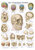 Anatomische Lehrtafel Der Schädel Erlerzimmer 70 x 100 cm Kunststoff-Folie, mit Beleistung (1 Stück), Detailansicht