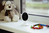 Alecto DVM-140 Baby-Videoüberwachung Anthrazit, Weiß