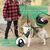 BLUZELLE Pettorina Cane per Cani di Taglia Media, Imbracatura con Maniglia & Tasca per Localizzatore GPS, Gilet per Cani Cinghie Riflettenti e Regolabile, Anti-Trazione, - M Nero 3
