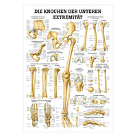 Die Knochen der unteren Extremität Mini-Poster Anatomie 34x24 cm med. Lehrmittel, Nicht Laminiert