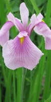 Iris laevigata 'Rose Queen'