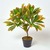 Green Rushfoil Croton Plant, with Pot, 650 mm