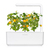 Click & Grow SGR57x3 3 pieza(s) Tomate cherry Kit de inicio