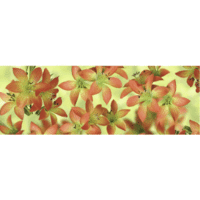 Transparentpapier 115g/qm 50x61cm Flora Tigerlilie
