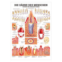 Gesunde Zähne Lehrtafel Anatomie 100x70 cm medizinische Lehrmittel, Nicht Laminiert