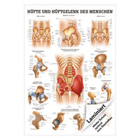 Hüfte und Hüftgelenk Mini-Poster 34x24 cm medizinische Lehrmittel, Laminiert