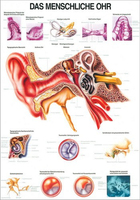 Rüdiger-Anatomie TA20 lam Plakat 70 x 100 cm