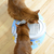 Lucky-Kitty 1010 Futter-/Wasserspender für Hunde/Katzen Keramik Grau Katze Automatische Haustiertränke
