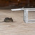 Relaxdays Lebendfalle für Mäuse & Ratten, tierfreundliche Nagetierfalle, HxBxT: 11,5 x 40 x 14,5 cm, Mäusefalle, silber