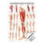 Die Beinmuskulatur Mini-Poster Anatomie 34x24 cm medizinische Lehrmittel, Laminiert