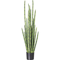 Sansevieria cylindrica