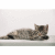 Schreibunterlage Motiv-Poster 40x53 cm Katze grau