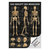 Das Skelett des Menschen Mini-Poster Anatomie 34x24 cm medizinische Lehrmittel, Laminiert