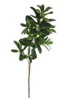 Artificial Camellia Spray with Buds - 83cm, Green with White