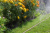 Gardena 1999-20 wąż ogrodowy 15 m Brązowy