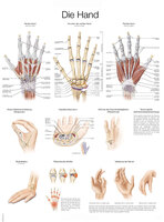 Anatomische Lehrtafel Die Hand Erlerzimmer 50 x 70 cm Kunstdruckpapier mit Beleistung (1 Stück), Detailansicht