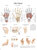 Anatomische Lehrtafel Die Hand Erlerzimmer 70 x 100 cm Kunststoff-Folie mit Metallbeleistung (1 Stück), Detailansicht