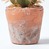 Small Round Cactus, in Terracotta Pot, 15cm