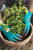 Gardena 206-20 Guantes de jardinero Azul, Gris, Naranja Látex