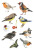 Sticker Aquarell Vögel