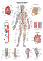 Anatomische Lehrtafel Das Gefäßsystem Erlerzimmer 50 x 70 cm Kunstdruckpapier mit Beleistung (1 Stück), Detailansicht
