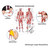 Menschliches Muskelsystem Lehrtafel Anatomie 100x70 cm medizinische Lehrmittel, Laminiert