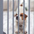 Relaxdays Absperrgitter, freistehendes Schutzgitter, H x B: 92 x 205 cm, mit Füßen, Hunde, Kindergitter klappbar, grau