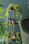 Hängepflanze Hiba; 80 cm (H); grün/schwarz