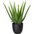 Aloe verde, UE 2 unid., en maceta de plástico, altura aprox. 330 mm.